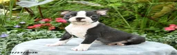 Boston Terrier dogs for sale: Barrett - Ad 3