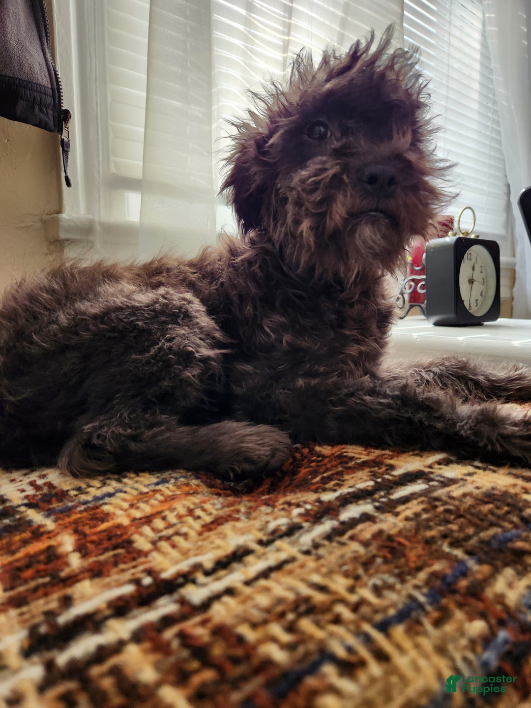 Mixed Breed dogs for sale: Fluffy  - Ad 1