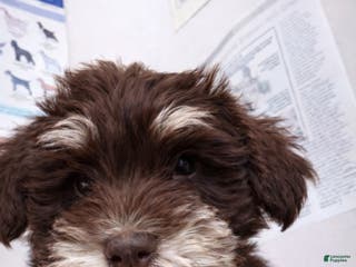 Miniature Schnauzer dogs Miniature Schnauzer Puppy 4 - Ad 27