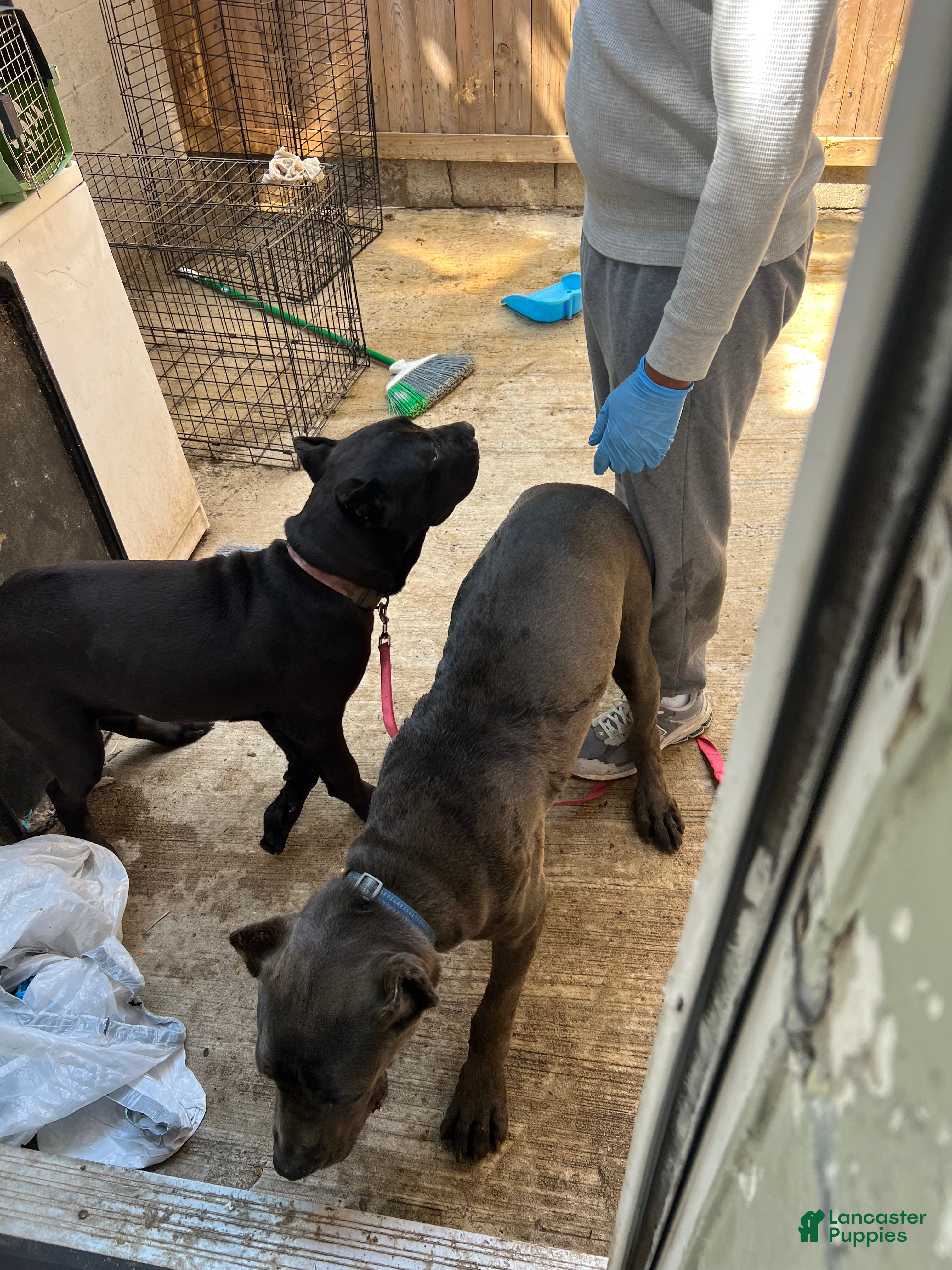 Cane Corso dogs Cane Corso 2 - Ad 29