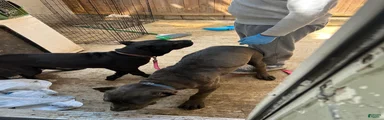 Cane Corso 2