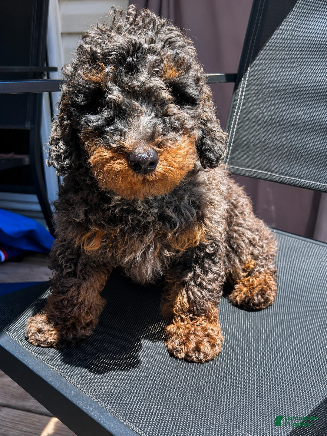 Yorkiepoo dogs for sale: Yorkiepoo 1 - Ad 1