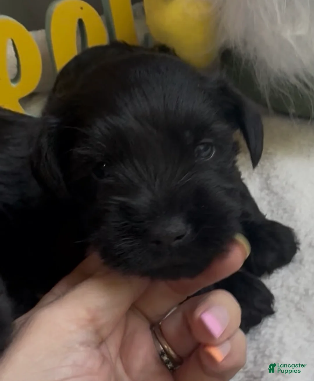 Miniature Schnauzer dogs for sale: Girl 1 - Ad 1