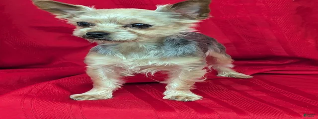 jo jo