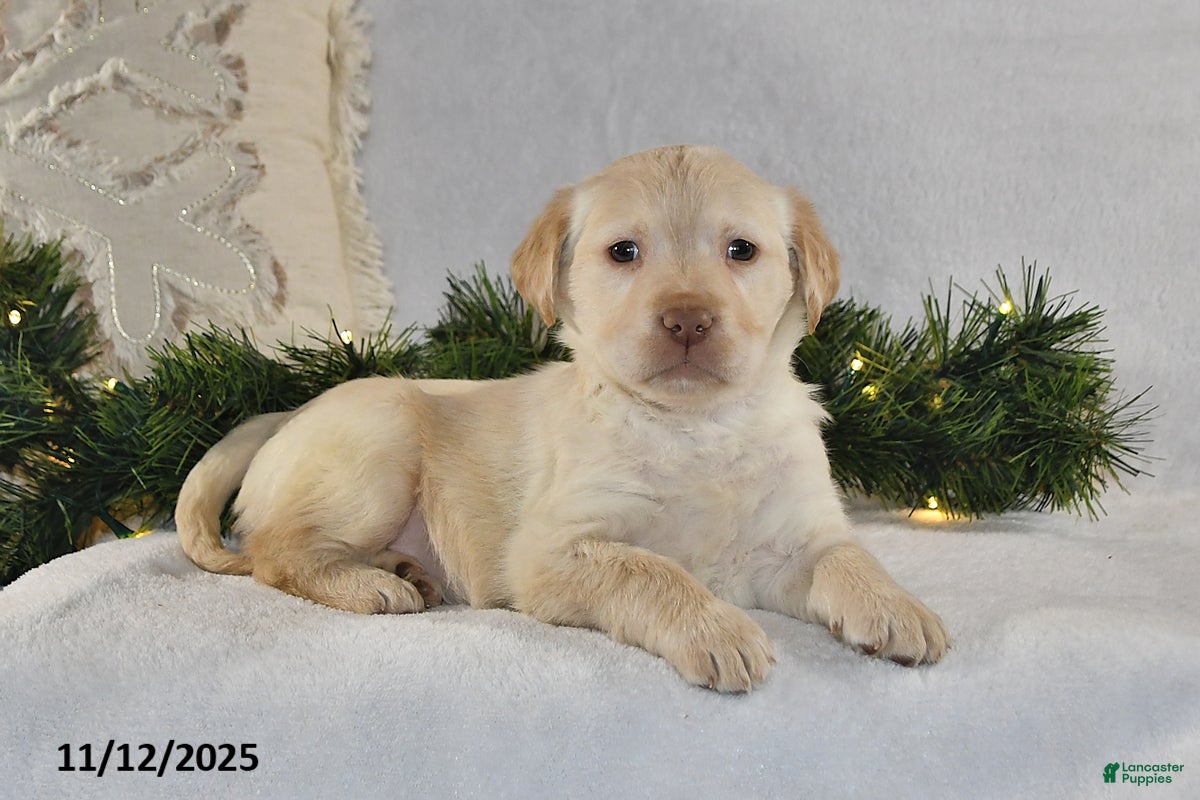 Labrador Retriever dogs Rocky - Ad 36