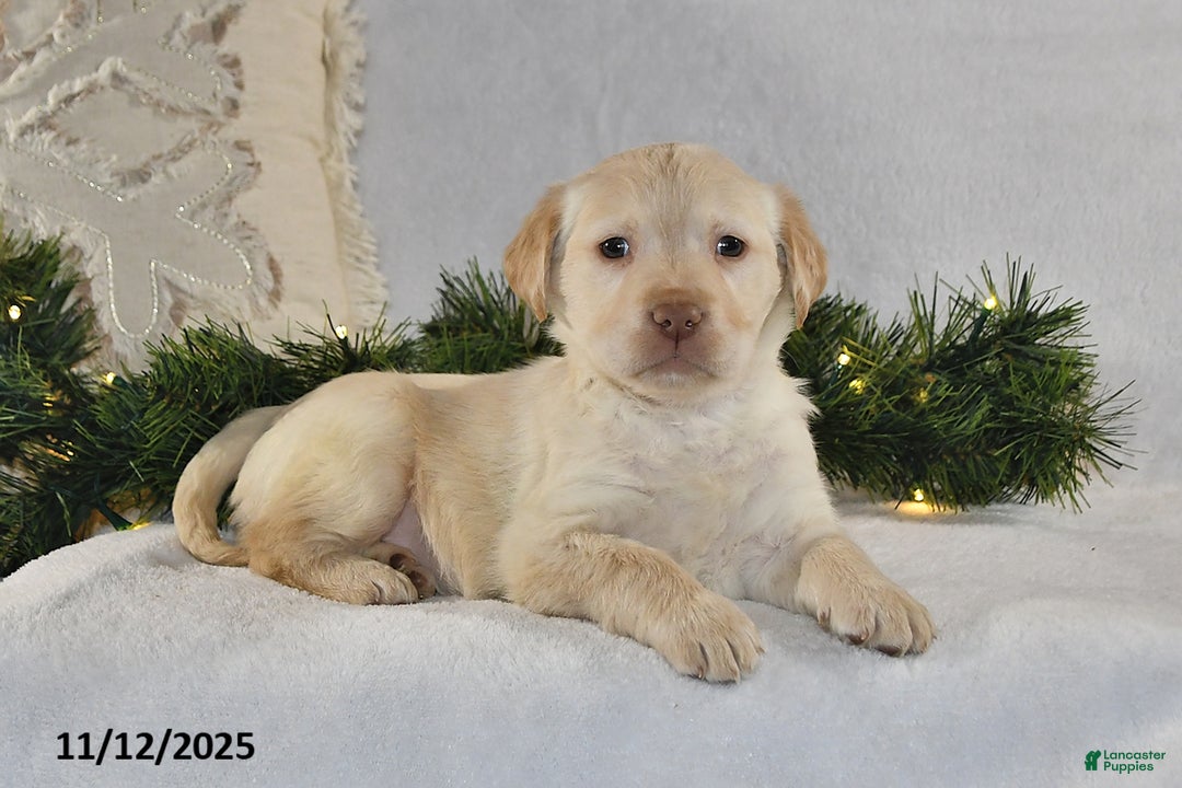 Labrador Retriever dogs for sale: Rocky - Ad 1