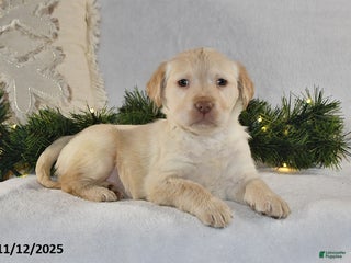 Labrador Retriever dogs Rocky - Ad 33