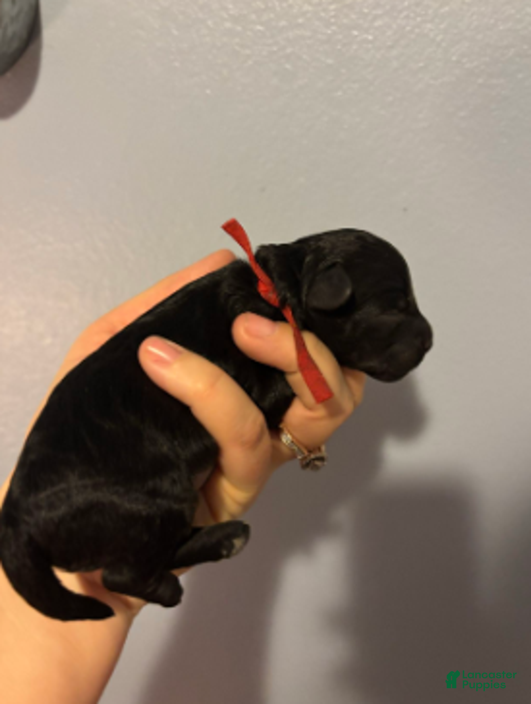 Cavapoo dogs for sale: Holly - Ad 9