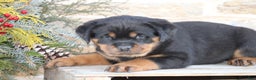 Rottweiler dogs for sale: Harmony - Ad 1