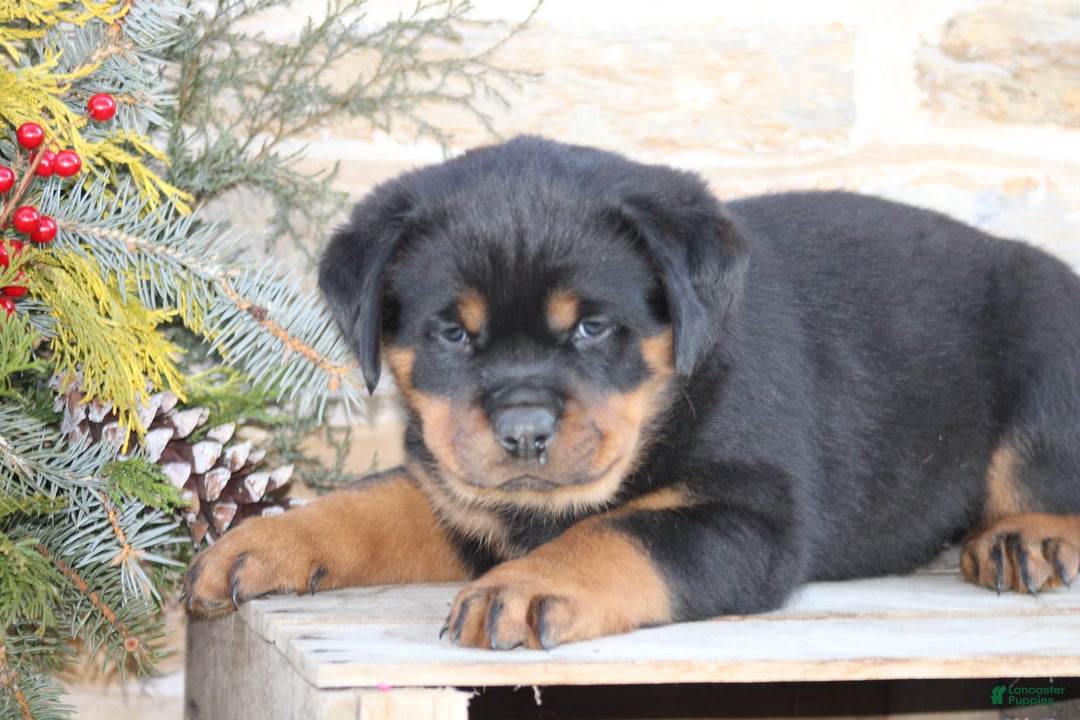 Rottweiler dogs for sale: Harmony - Ad 1