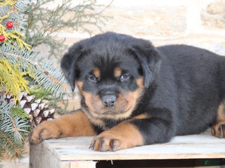 Rottweiler dogs Harmony - Ad 8