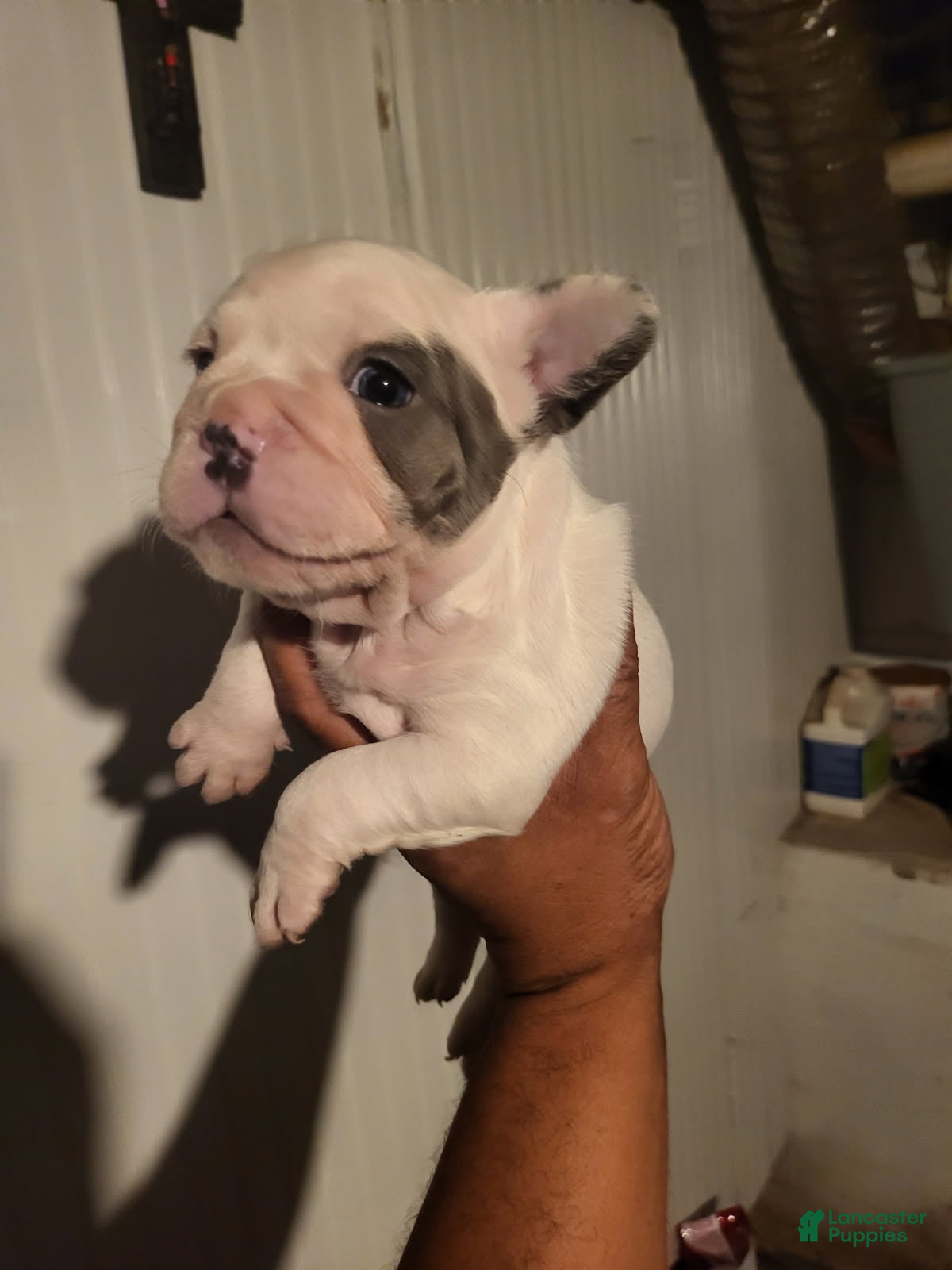 French Bulldog dogs for sale: French Bulldog Girl  - Ad 3