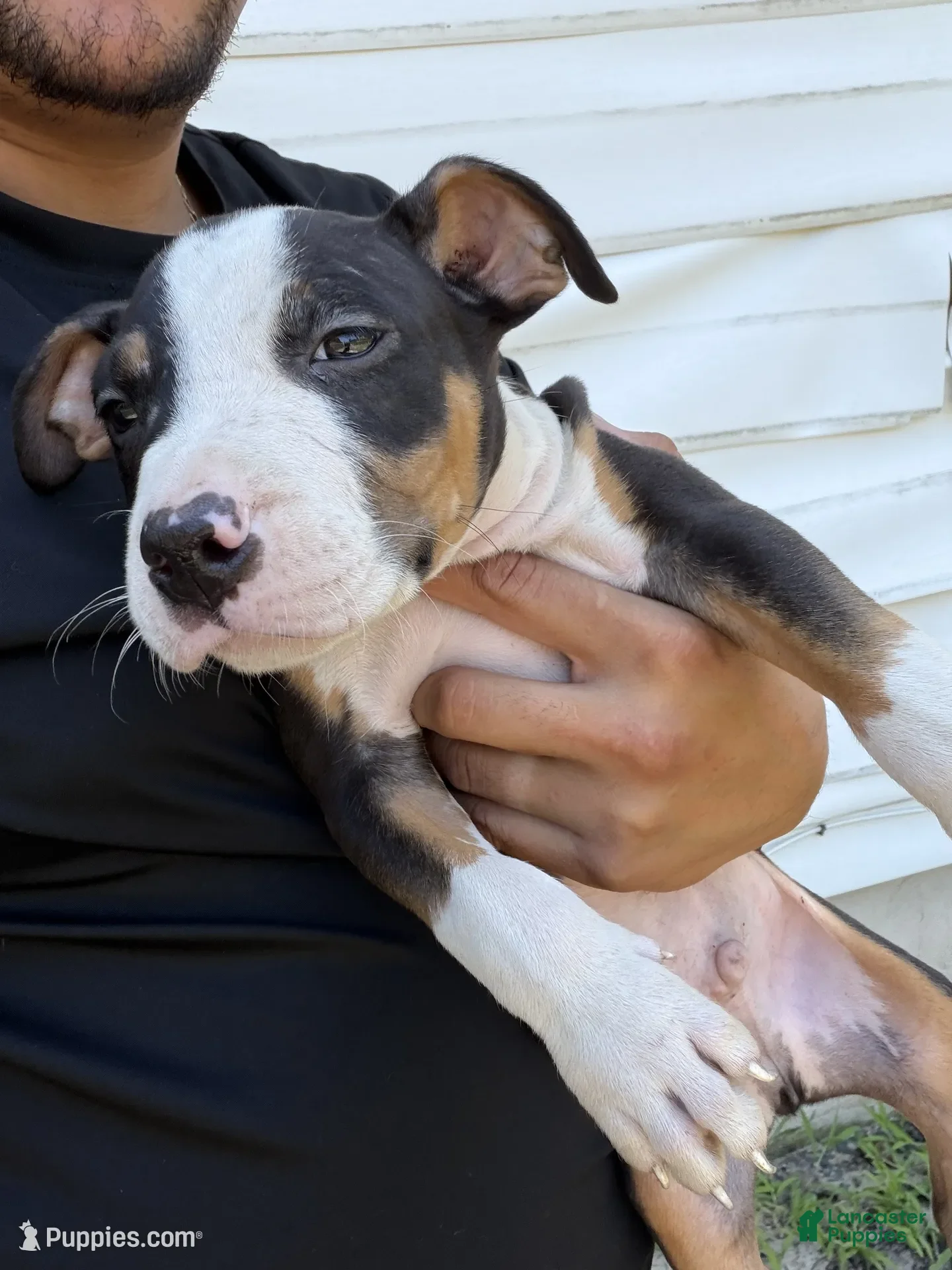 American Bully dogs Dexter - Ad 32