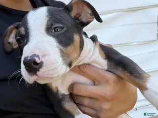 American Bully dogs Dexter - Ad 32