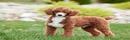 Mini Goldendoodle dogs for sale: Mini Goldendoodle Puppy 6 - Ad 9