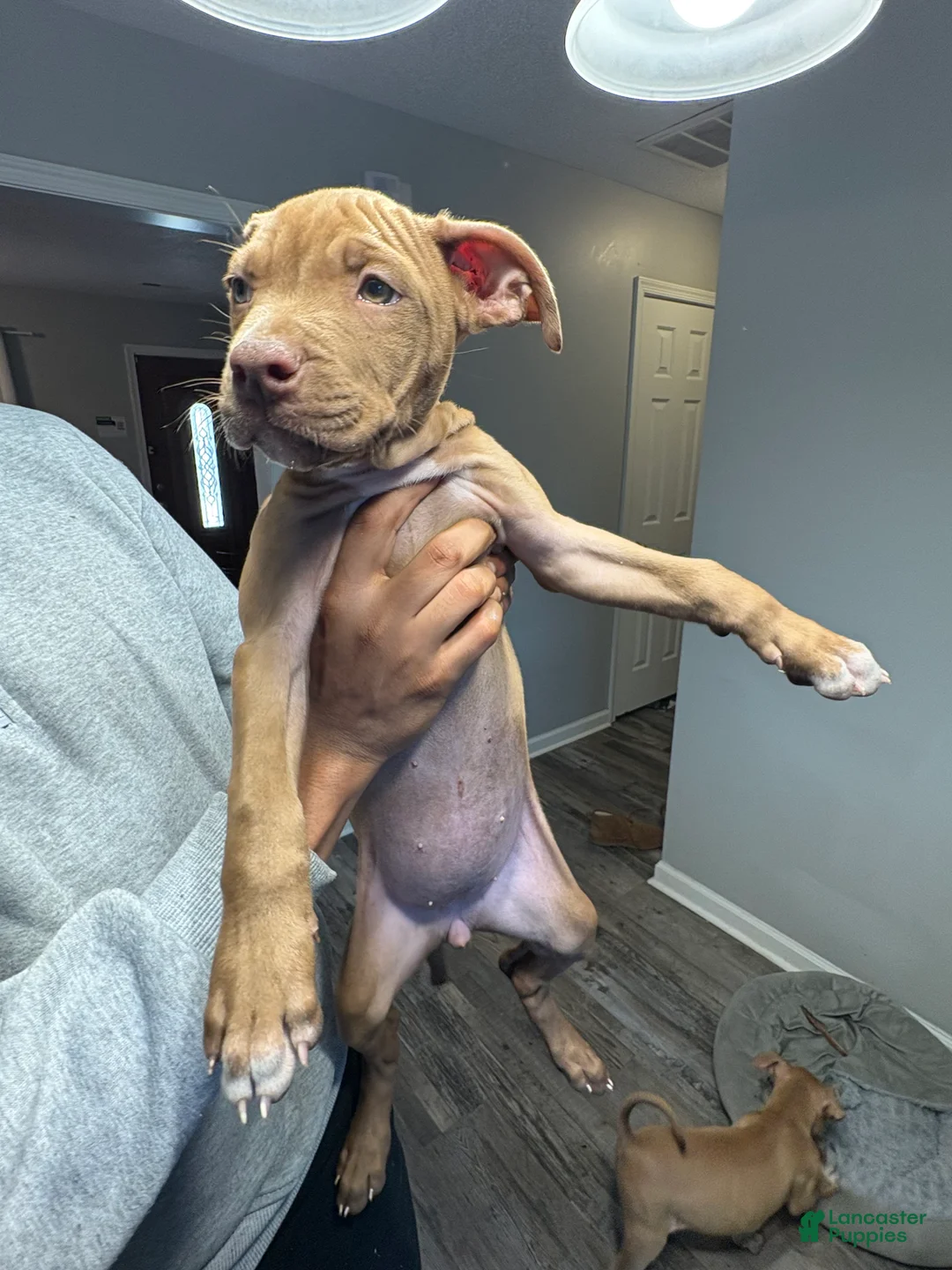 American Pit Bull Terrier dogs for sale: Amber - Ad 7