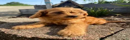 Cavapoo dogs for sale: Willow - Ad 4