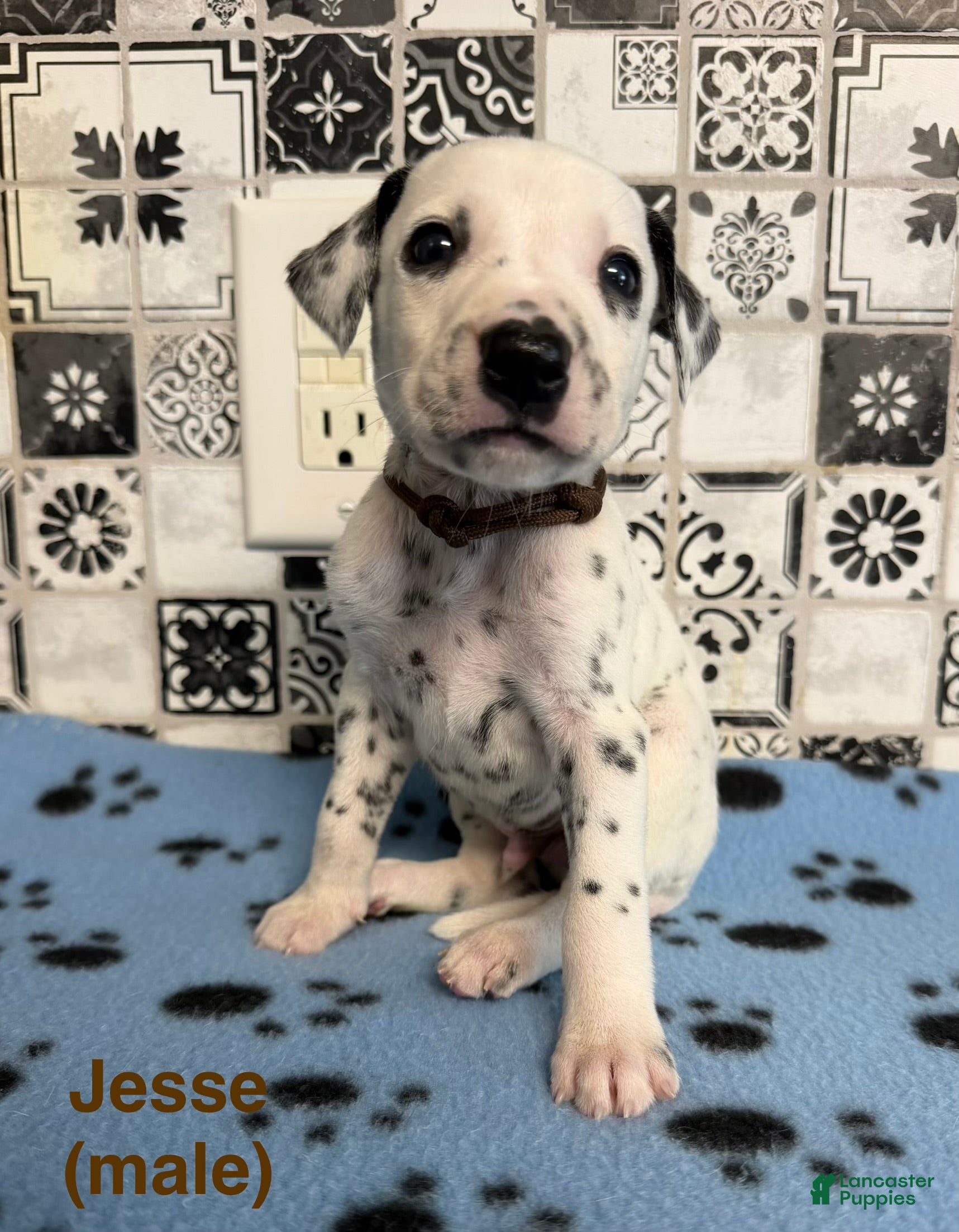 Dalmatian dogs Jesse - Ad 2