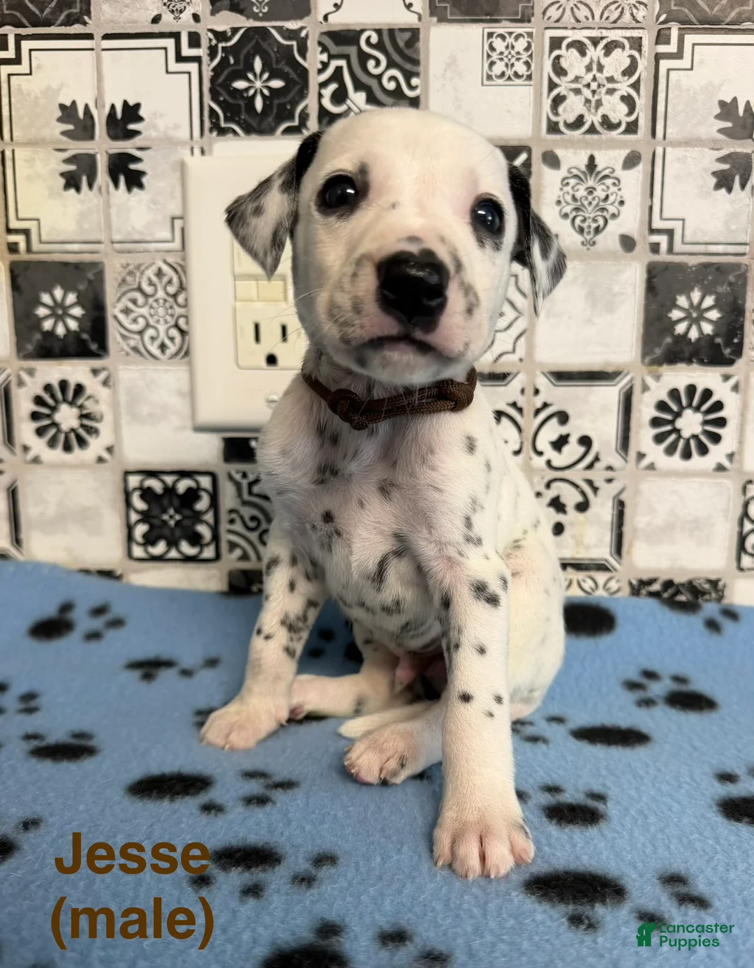 Dalmatian dogs for sale: Jesse - Ad 2