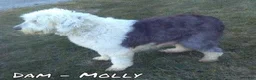 Sheepadoodle dogs for sale: Molly - Ad 10
