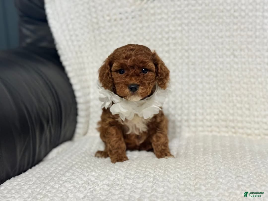 Cavapoo dogs Freya - Ad 31