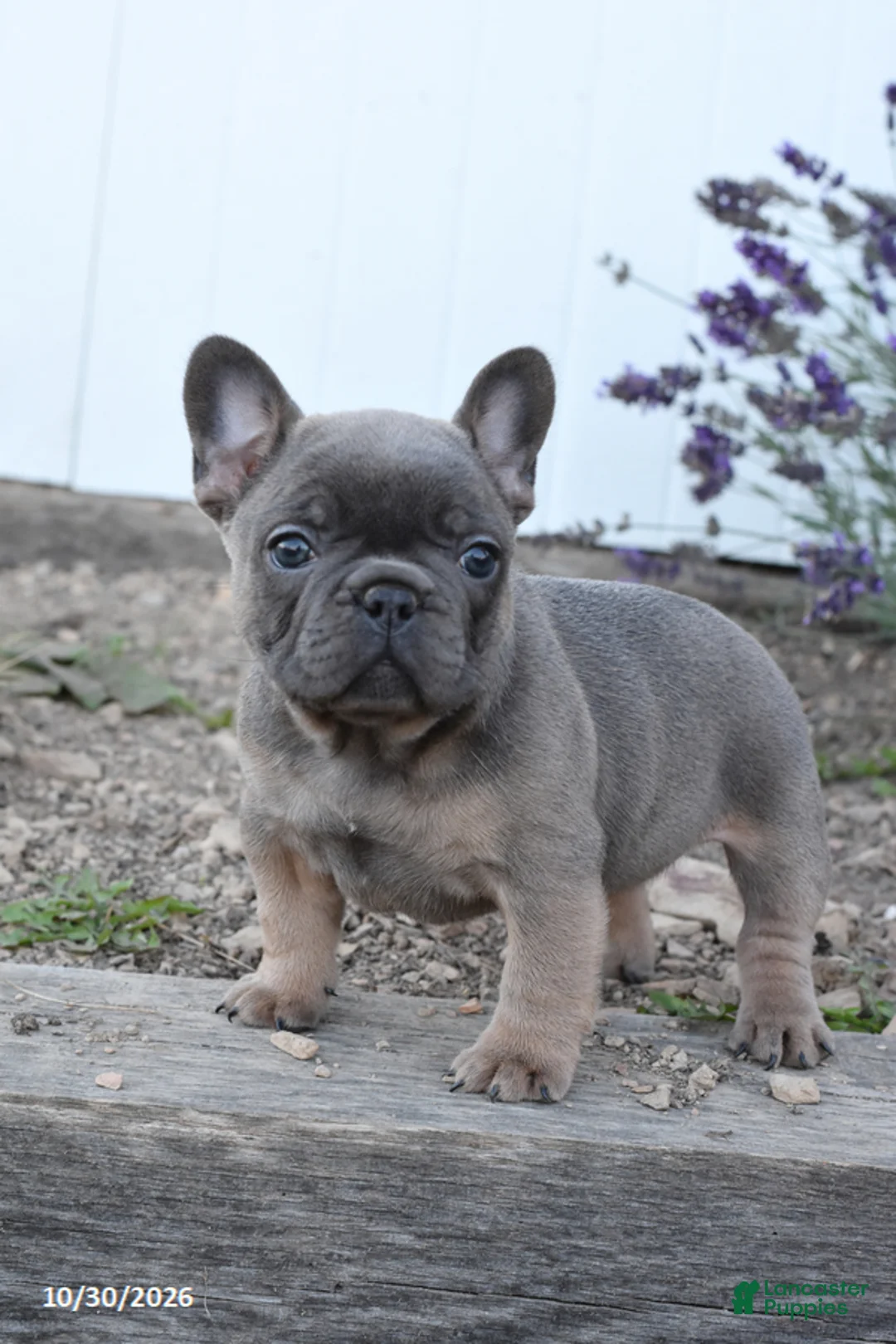 French Bulldog dogs for sale: Skyla - Ad 1