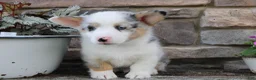 Welsh Corgi Pembroke dogs for sale: Denver  - Ad 5