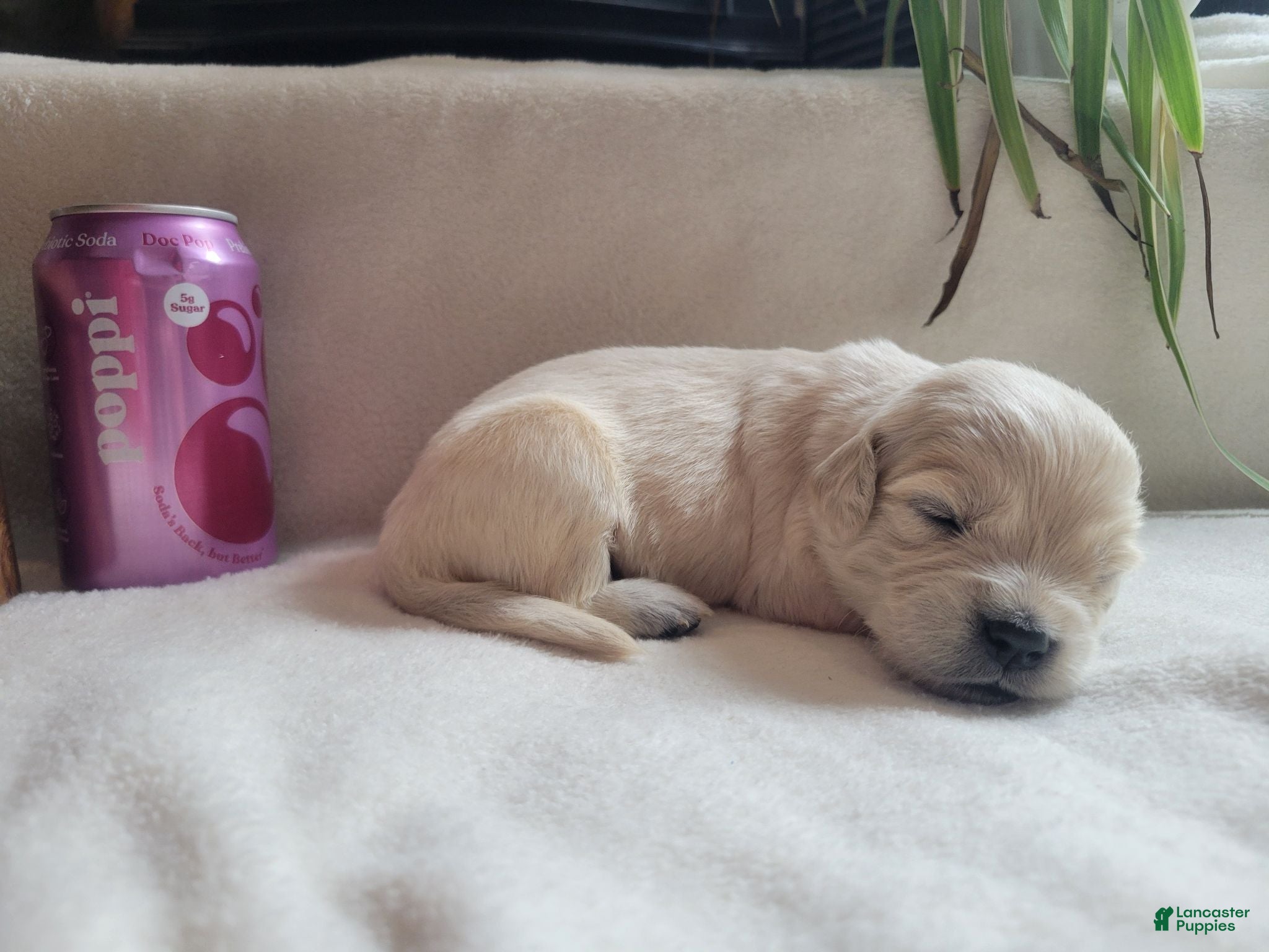 Golden Retriever dogs Champion Sired, Poppi - Ad 7