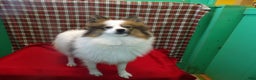 Pomeranian dogs for sale: Candy - Ad 2