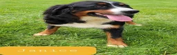 Mini Bernedoodle dogs for sale: Mini Stella - Ad 13