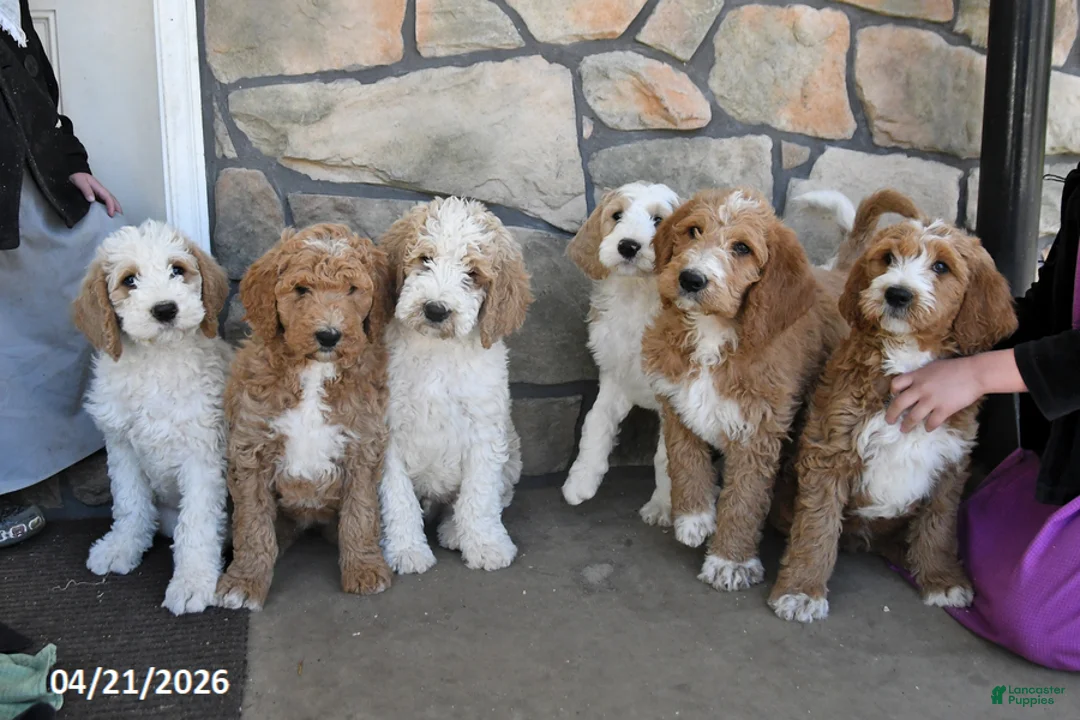 Labradoodle dogs for sale: Moonbeam - Ad 3