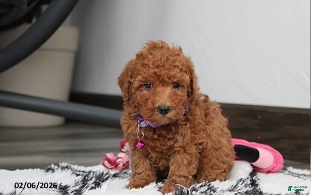 Bichpoo dogs for sale: Trixie - Ad 4