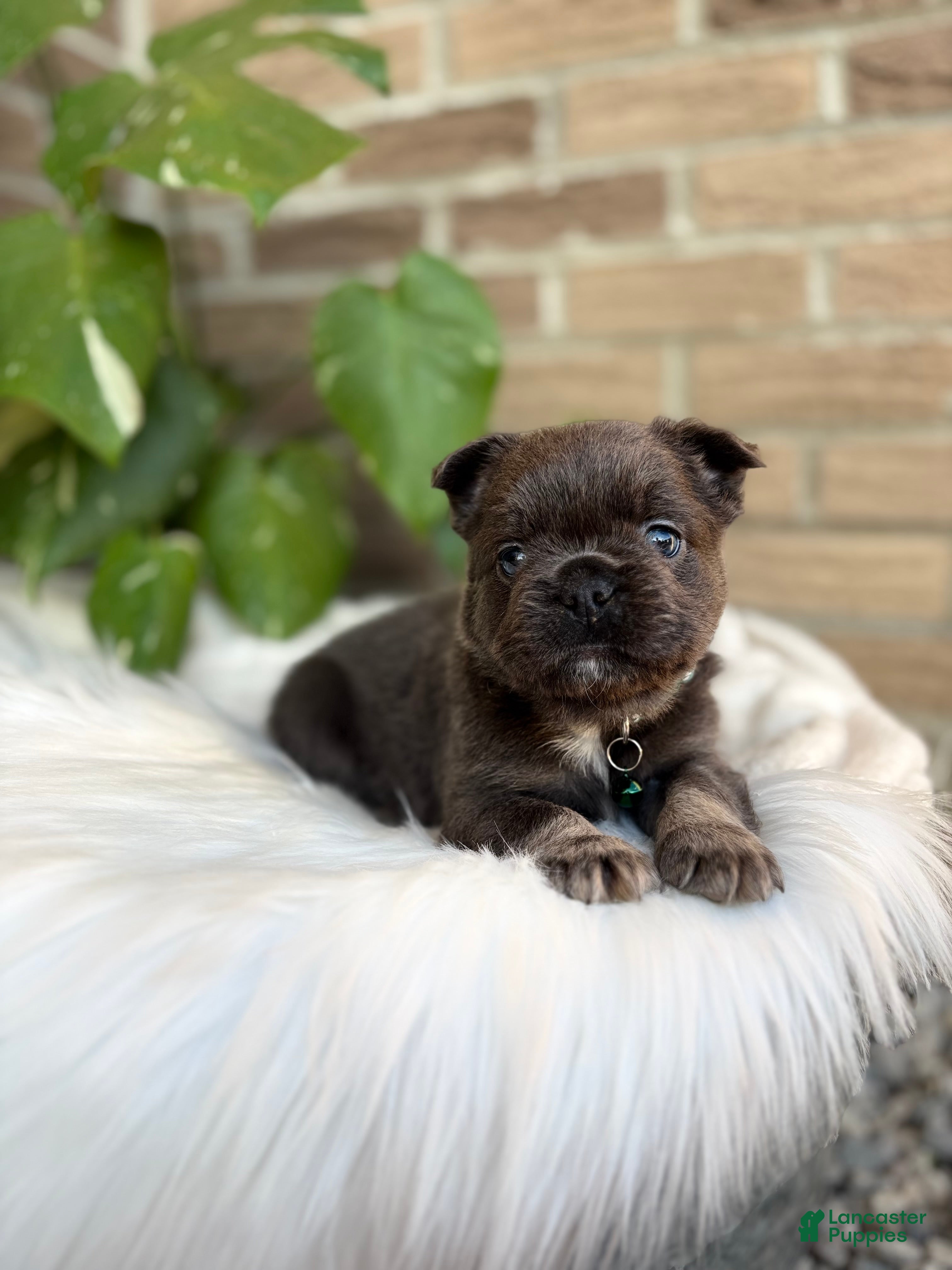 French Bulldog dogs French Bulldog Puppy 2 - Ad 2