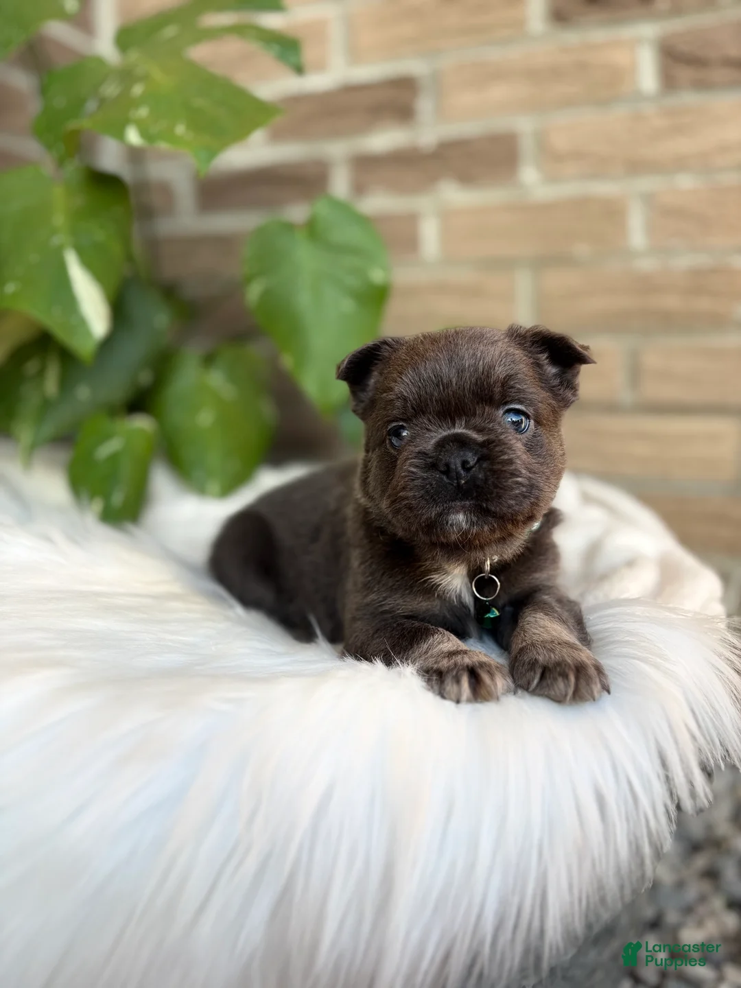 French Bulldog dogs for sale: French Bulldog Puppy 2 - Ad 2