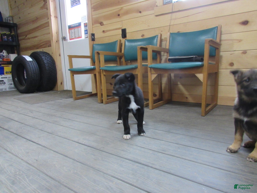 Mixed Breed dogs for sale: Durango - Ad 2