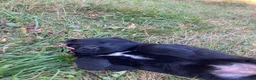 Newfoundland dogs for sale: Abby - Ad 12