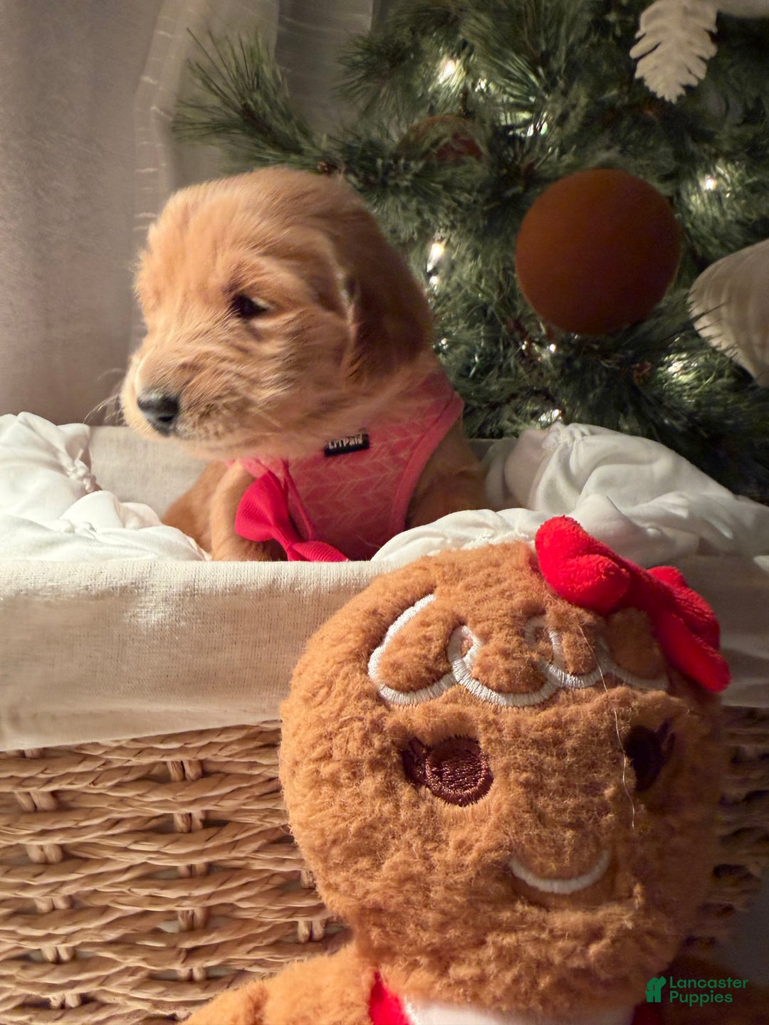 Golden Retriever dogs for sale: Lucy - Ad 3