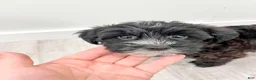 Yorkiepoo dogs for sale: Theo - Ad 7