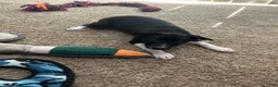 Rat Terrier dogs for sale: Abe - Ad 8