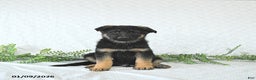 German Shepherd dogs for sale: Zeus - Ad 1