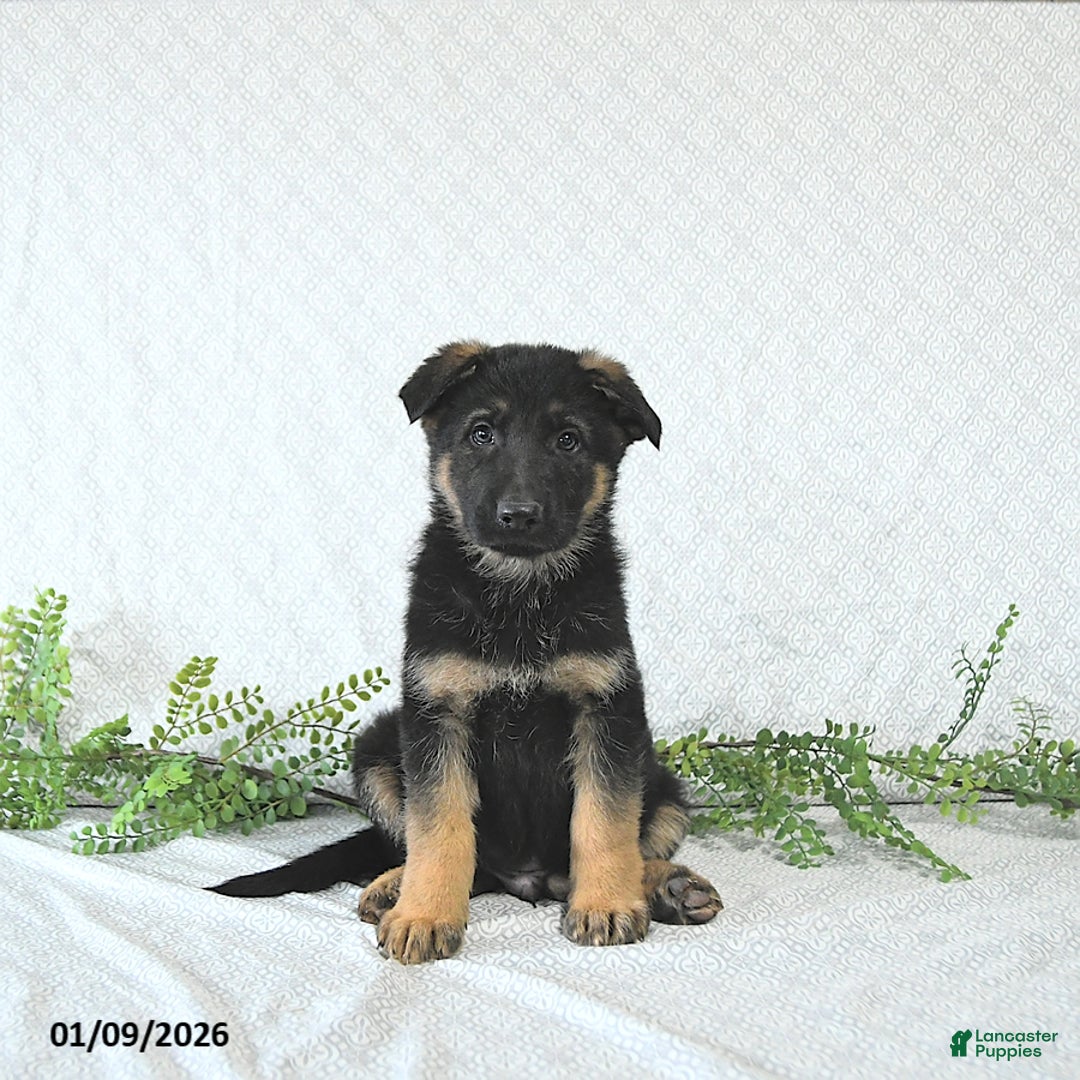 German Shepherd dogs for sale: Zeus - Ad 1