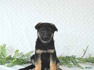 German Shepherd dogs Zeus - Ad 27