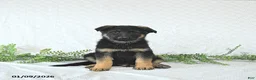 German Shepherd dogs for sale: Zeus - Ad 6