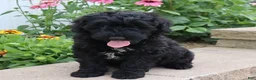 Mini Goldendoodle dogs for sale: Fabion - Ad 3