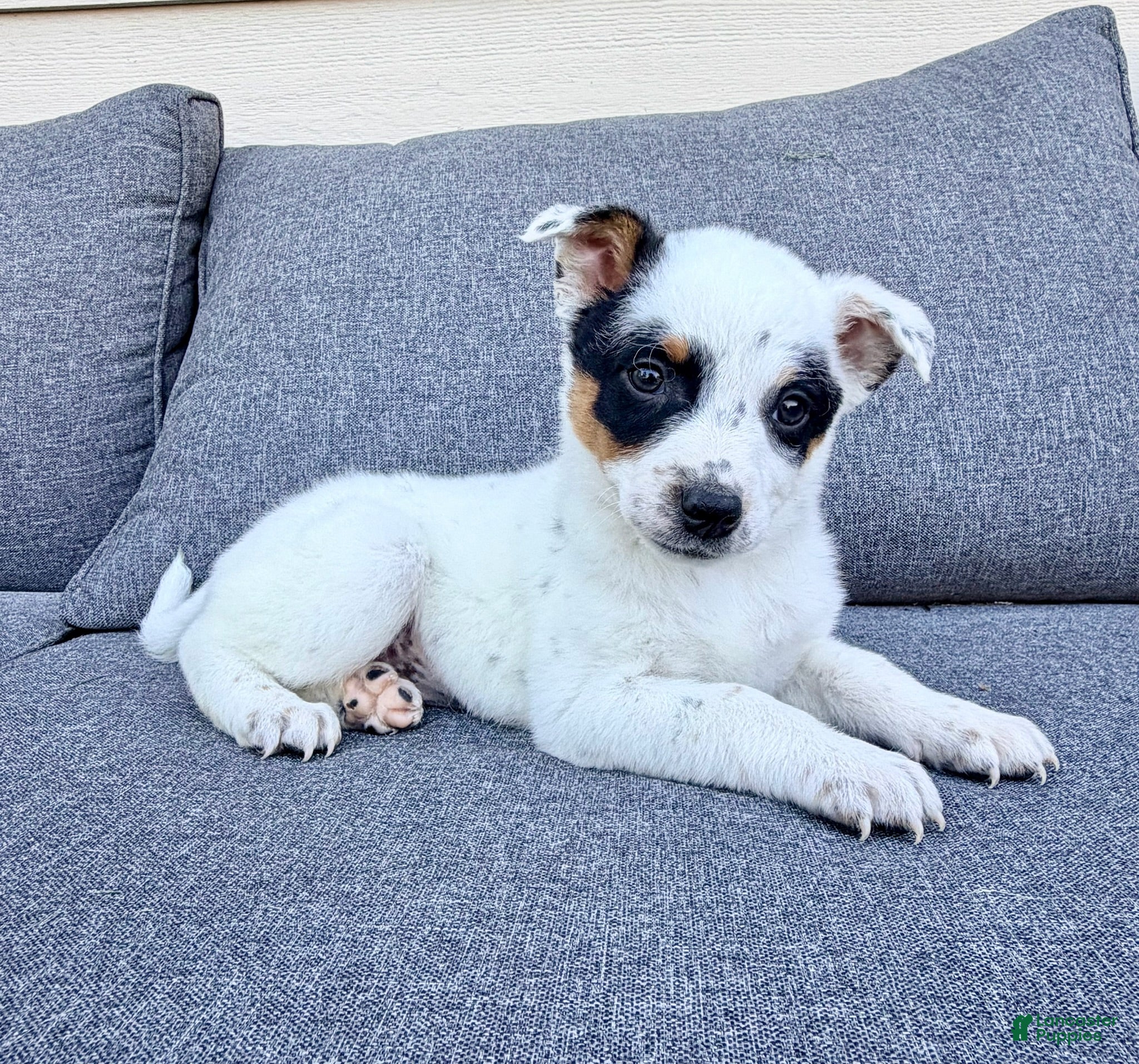 Australian Cattle Dog dogs Dot - Ad 2
