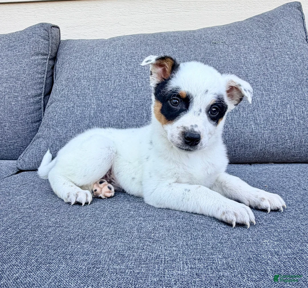 Australian Cattle Dog dogs for sale: Dot - Ad 2