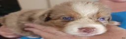 Australian Shepherd dogs for sale: 1 Chrissy - Ad 15