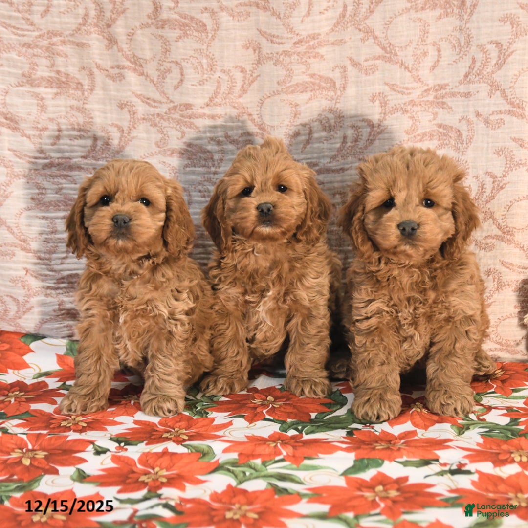 Cockapoo dogs for sale: Jason - Ad 5