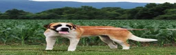 Saint Bernard dogs for sale: Breeze - Ad 4