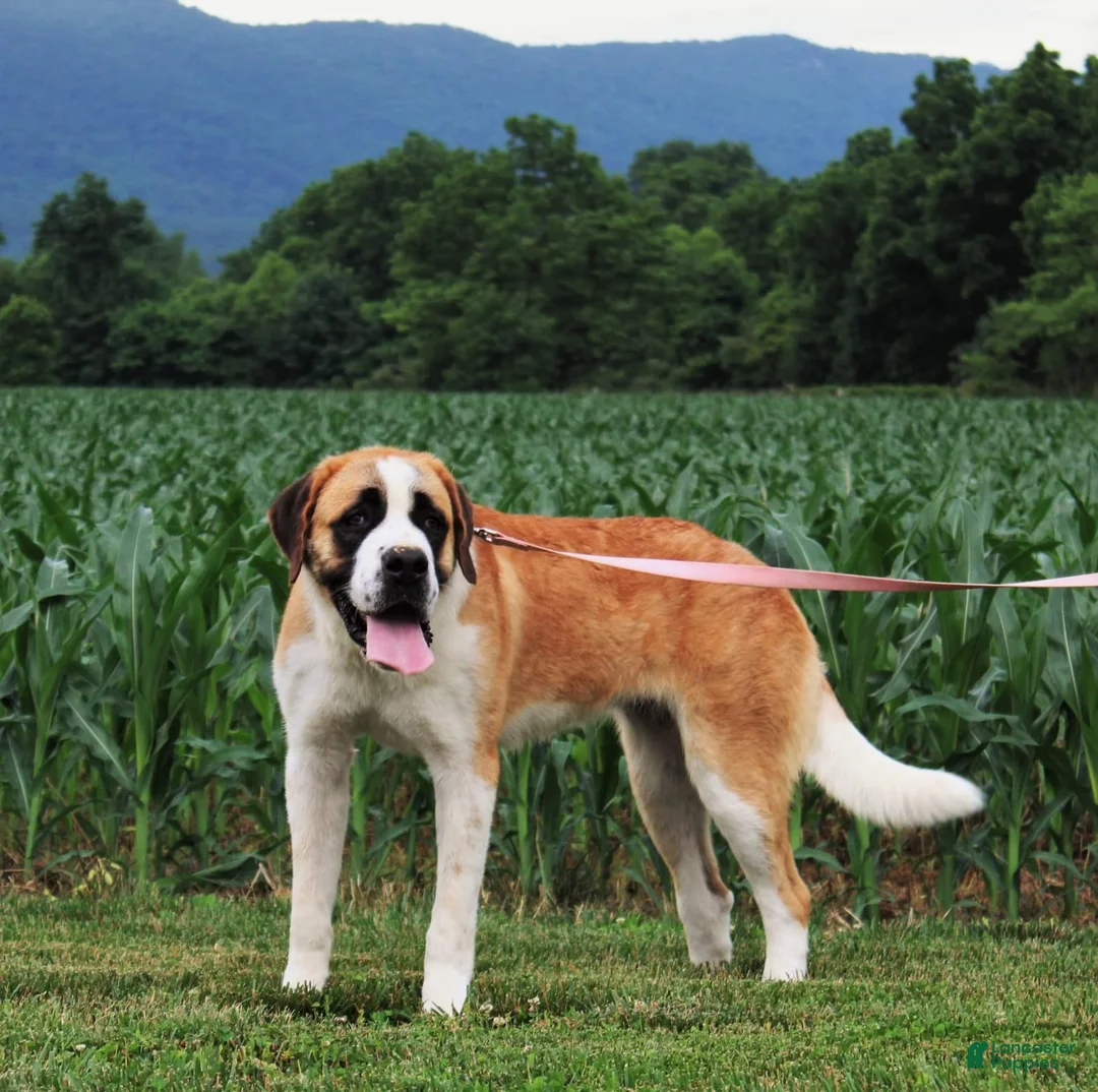 Saint Bernard dogs for sale: Breeze - Ad 4